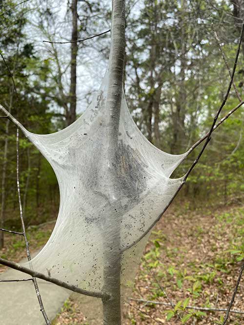 suecorvette's tweet photo. @Matt_Pinner I had a terrible nightmare as a teen that involved tent caterpillars. I have a morbid fear of them and if you haven’t seen one, here are some pictures that will probably give you bad dreams … https://t.co/orpRMEEVyn