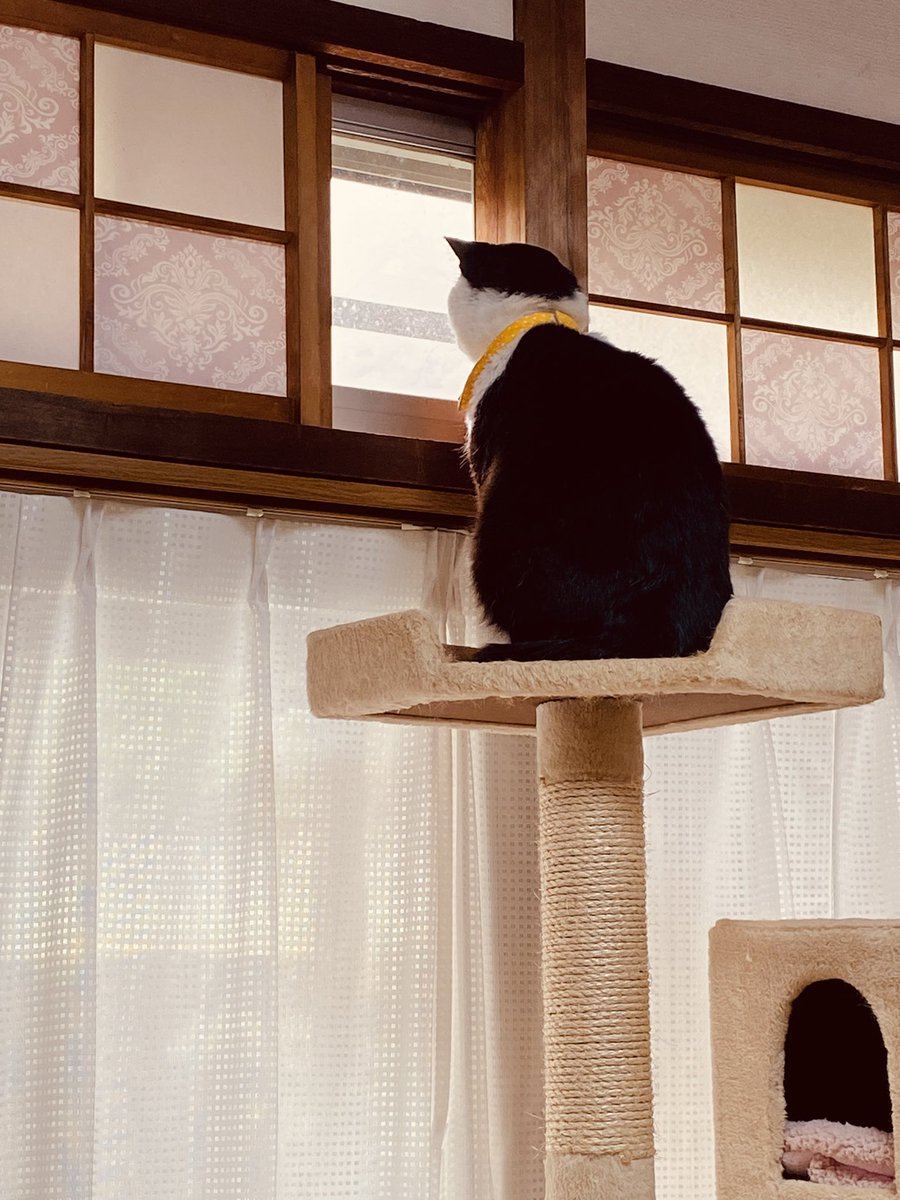 雨だよ〜
#ねこのいる暮らし