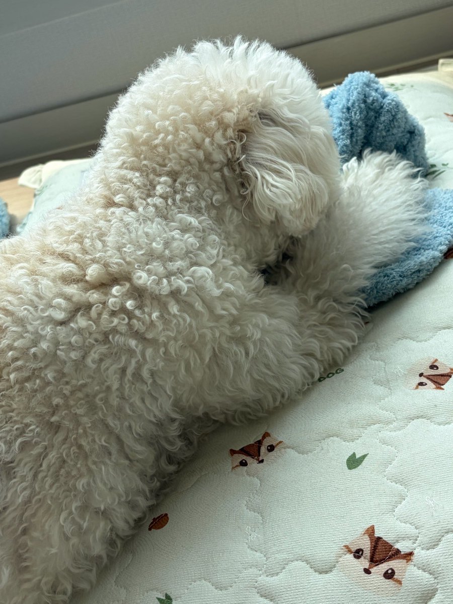 mairene🪽 tweet media