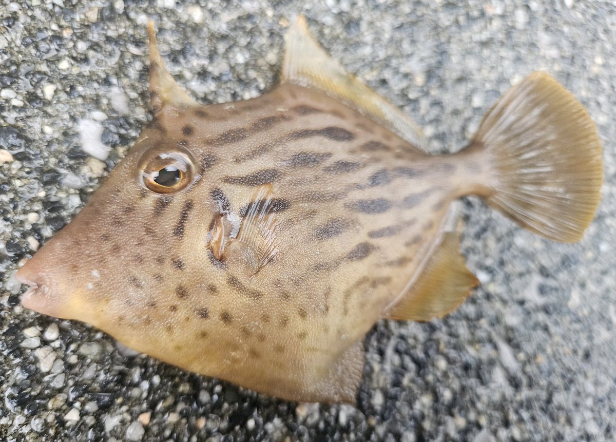 進撃のはやこ tweet media