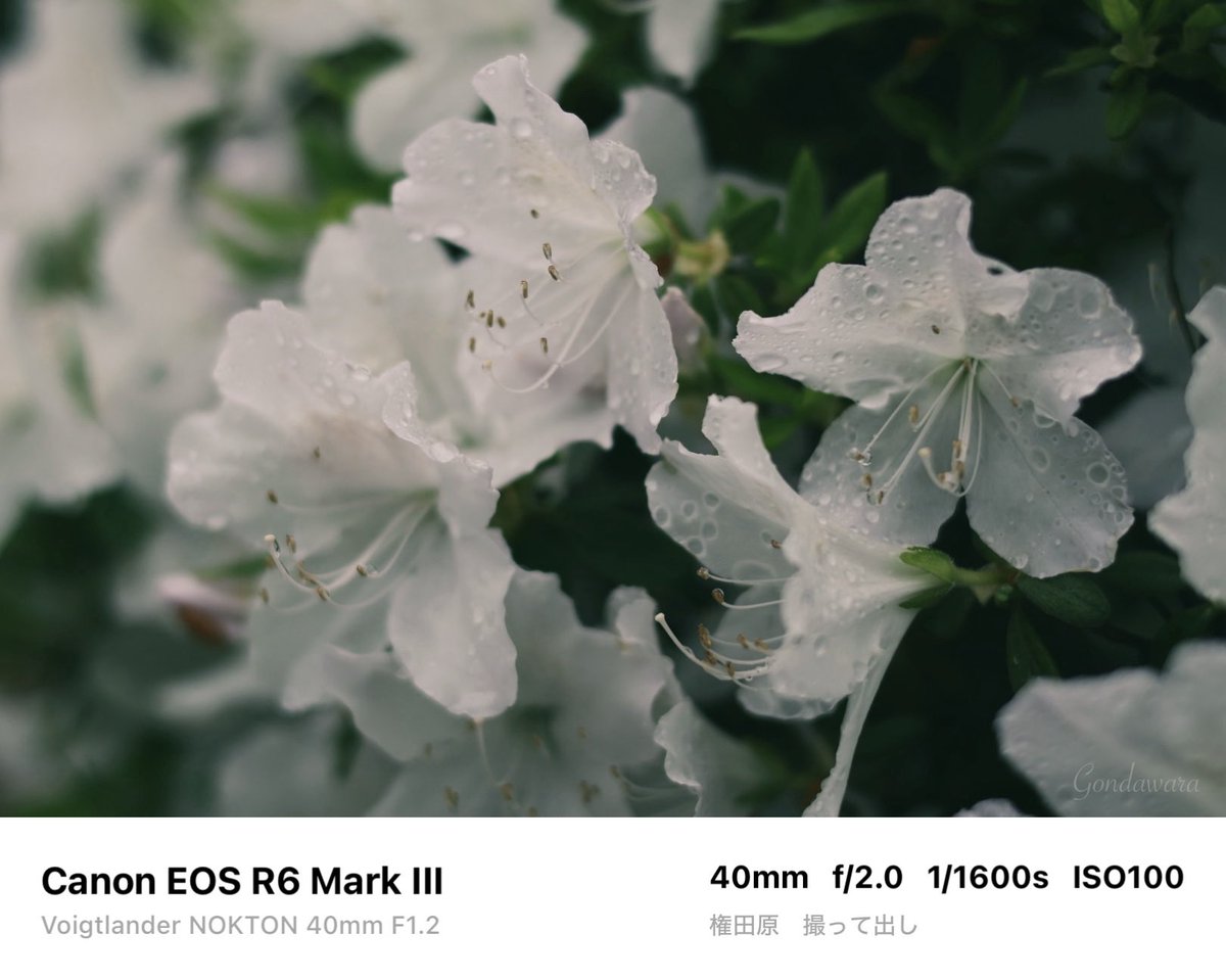 loqg78's tweet image. なんか今日寒くない？🫠

#Canon #R6mark3 #Voigtlander #NOKTON40