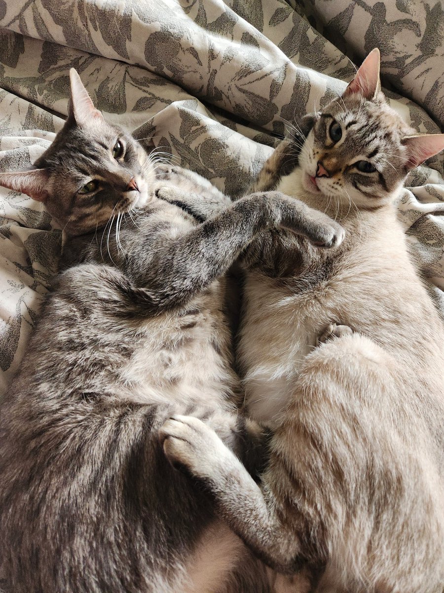 lentil & bowser 🩶 walter & bonkers 🌈 tweet media