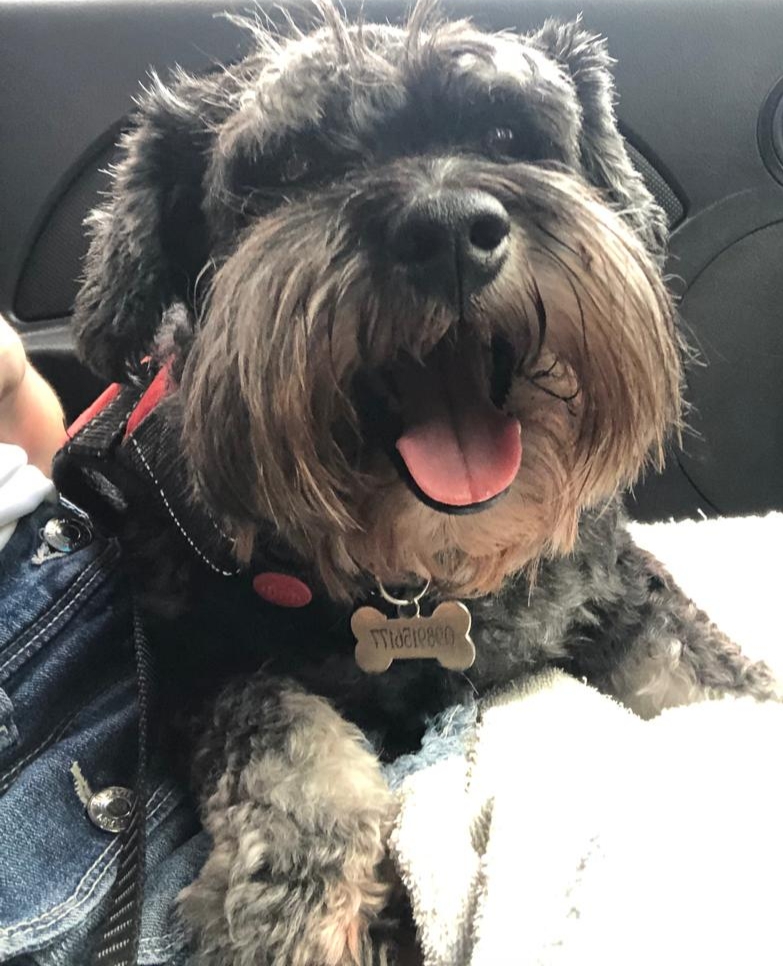 AlertaMePerdi's tweet image. #PERDIDO #GUAYAQUIL
Nombre: #Cooper
Fecha: 2026-04-27
Sector: Sur, Calle D entre 43 y 44
Sexo: Macho
Raza: Mestizo
Observación: Barba y patas grises
Contacto: 0992411666
¡Ayúdalo a volver con su familia!
 #AlertaMePerdí