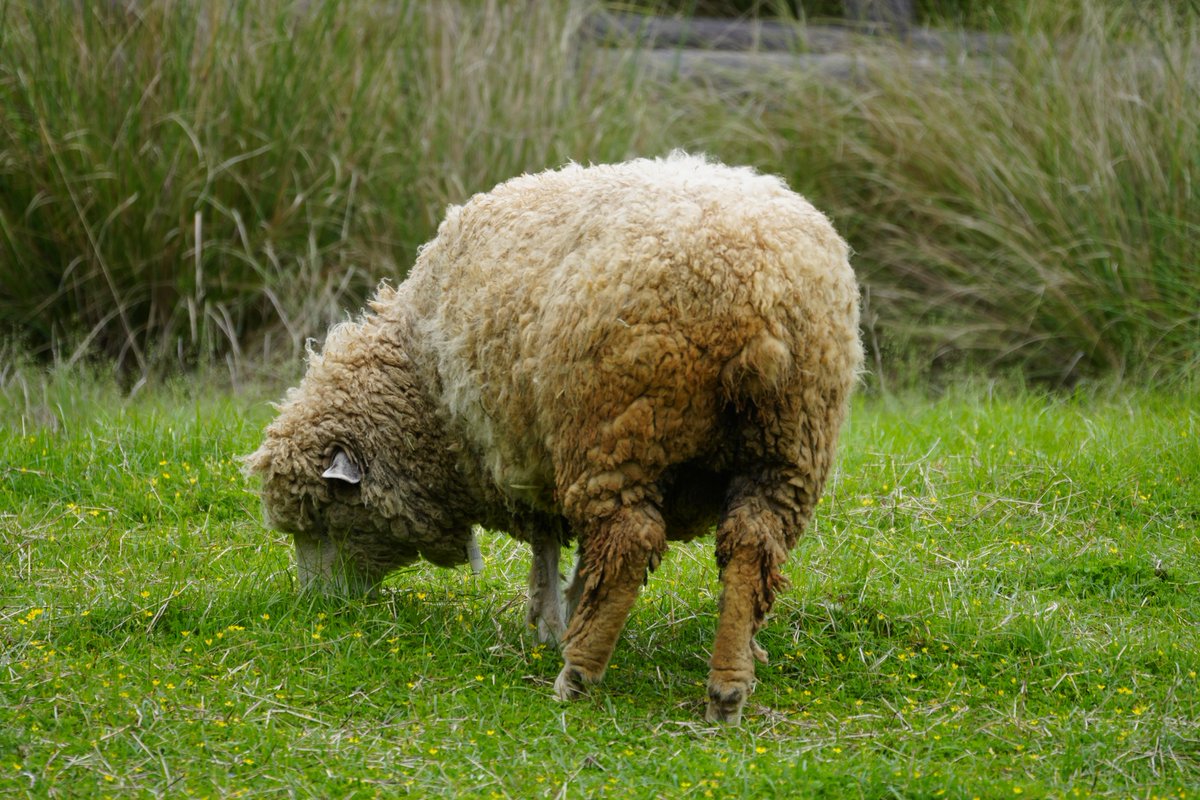 まみもこ tweet media