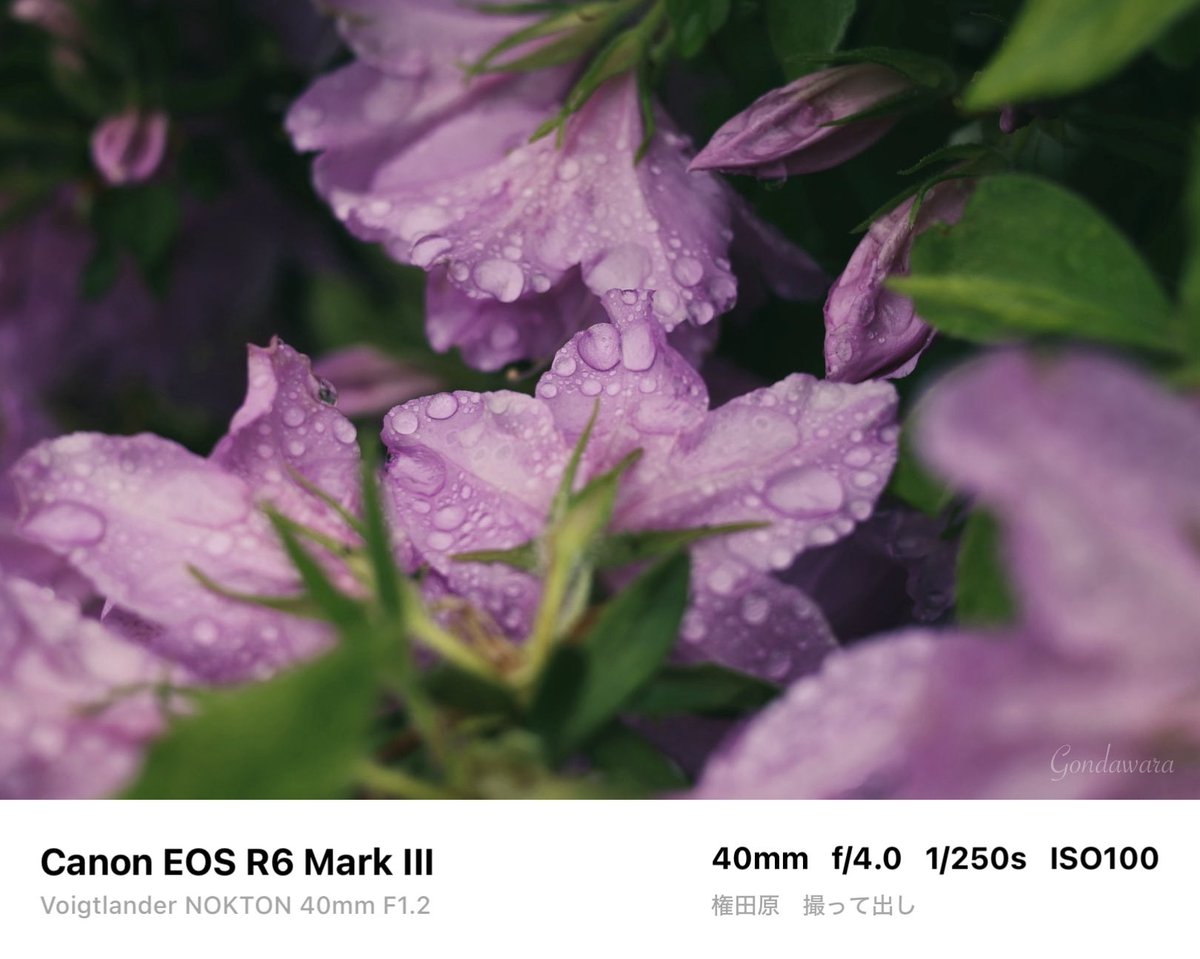 loqg78's tweet image. キヤノソは基本撮って出し運用です😗FUJIFILMに比べてスマホ転送までの時間が早い📱純正現像ソフトは死ぬほど遅いけどw

#Canon #R6mark3 #Voigtlander #NOKTON40