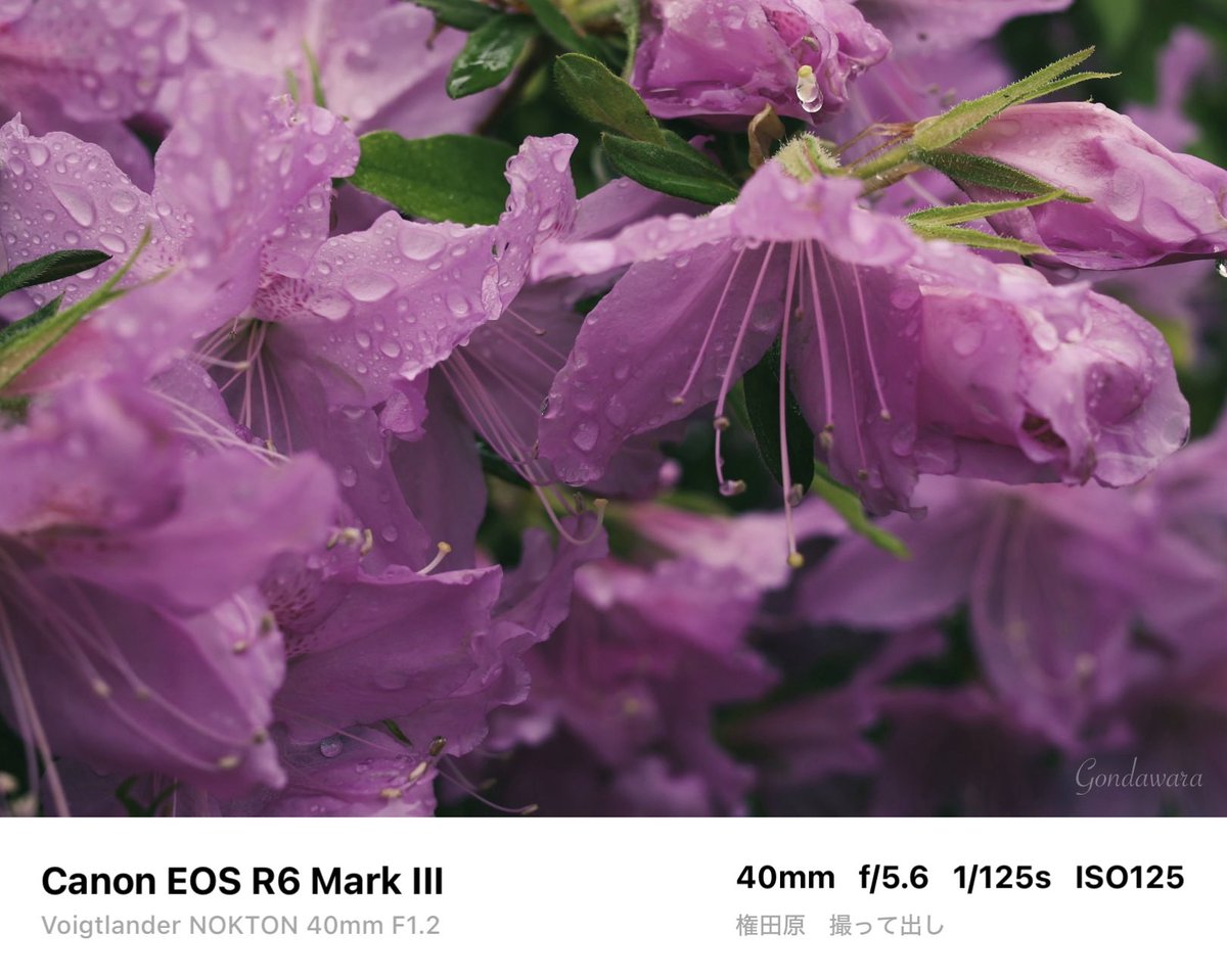 loqg78's tweet image. キヤノソは基本撮って出し運用です😗FUJIFILMに比べてスマホ転送までの時間が早い📱純正現像ソフトは死ぬほど遅いけどw

#Canon #R6mark3 #Voigtlander #NOKTON40