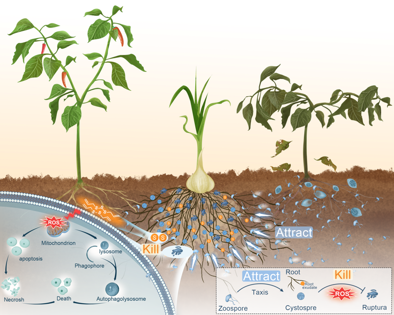 MPlantPCom's tweet image. Decoupling the ‘Attract-and-Kill’ Strategy: Independent Functions for Zoospore Attraction and ROS-Executed Killing Synergize in Disease-Suppressive Intercropping #research #PlantCommunications cell.com/plant-communic…