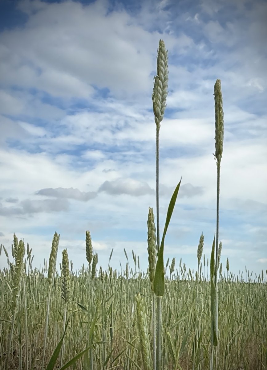 Worldsoldestham's tweet image. Cover crop of rye in @IoWCounty, Va. Cover crops are annual crops of grasses, legumes or small grains which are seeded during the fall and plowed under in the spring. #covercrop #rye