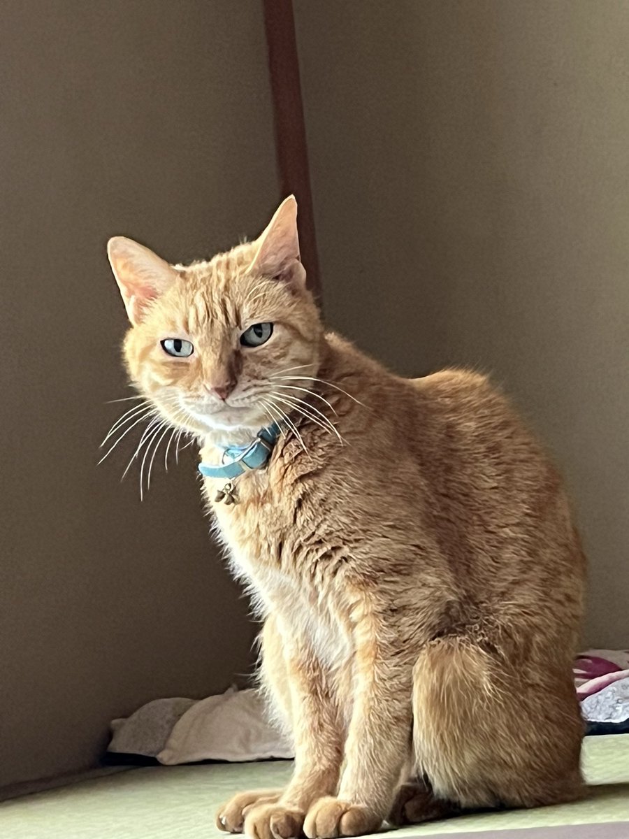 茶トラヒロシ tweet media