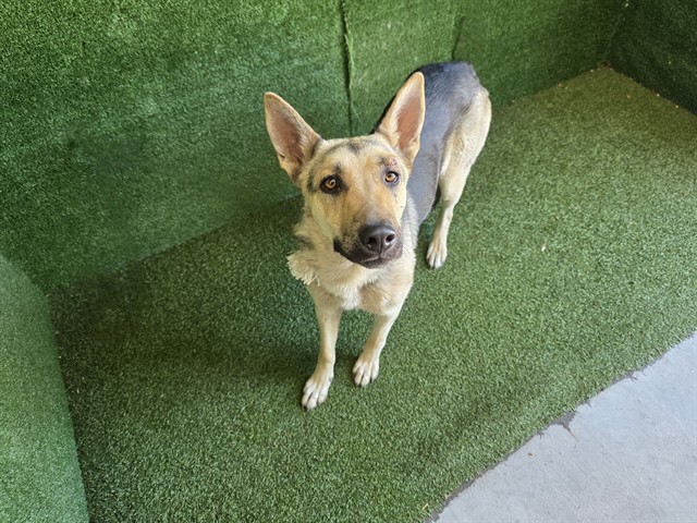 LancasterAnimalShelt tweet media