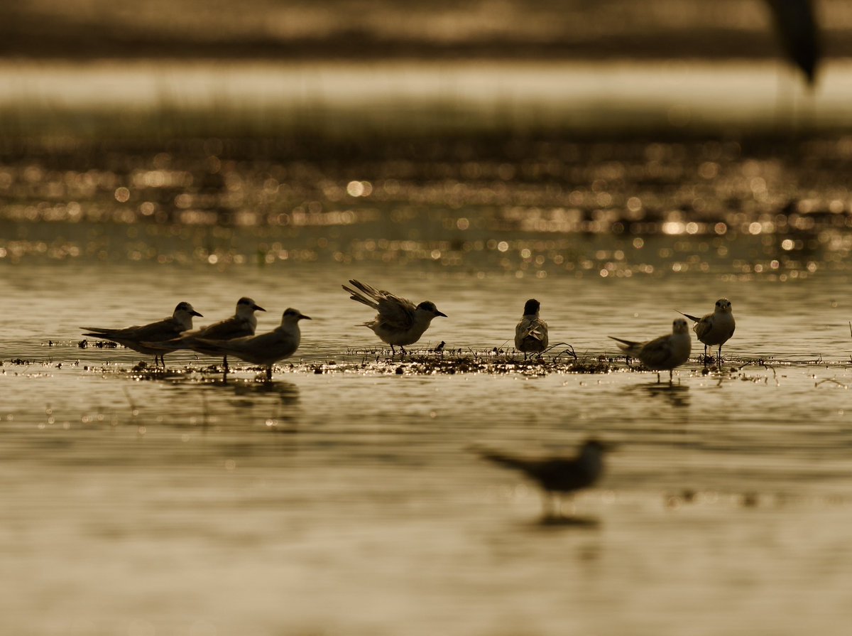 Vijaykulange's tweet image. Perfect frame with water, birds and sunshine.
#morning clicks