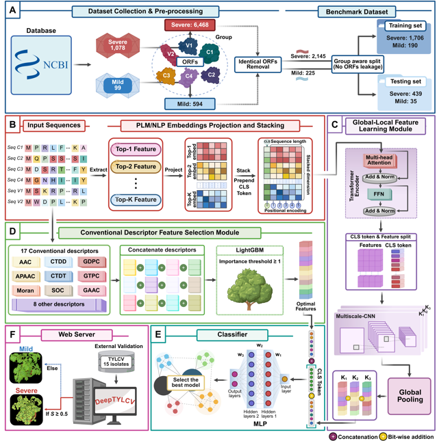 MPlantPCom's tweet image. DeepTYLCV: An interpretable and experimentally validated AI model for predicting virulence of different tomato yellow leaf curl virus strains #resource #PlantCommunications cell.com/plant-communic…