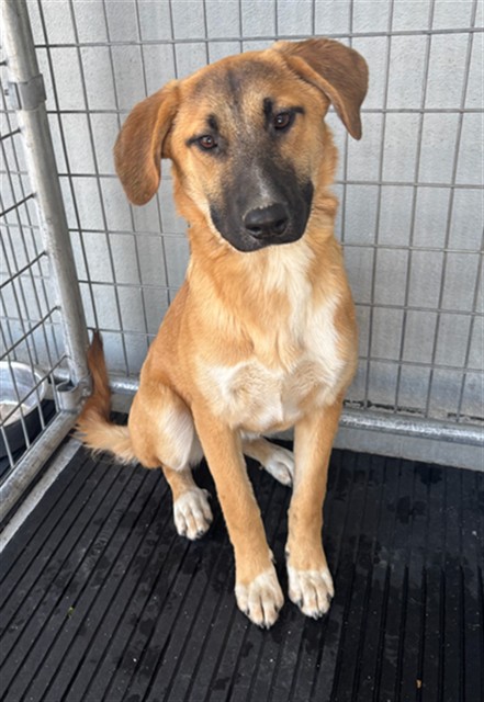 #A5773242
Female, tan and brown German Shepherd Dog and St Bernard
6 months old.
PetHarbor.com/pet.asp?uaid=L…
