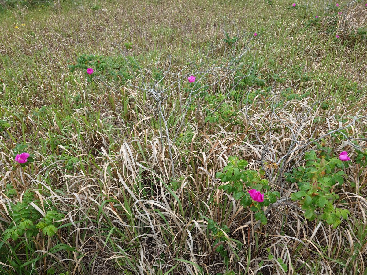 しまむらくん🪽 tweet media