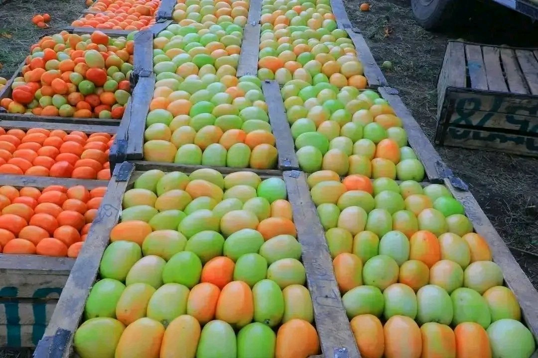 central94872's tweet photo. #ከተረጂነት_ወደ_ምርታማነት!

በማዕከላዊ ኢትዮጵያ ክልል ምስራቅ ጉራጌ ዞን በደቡብ ሶዶ ወረዳ  በበጋ መስኖ እየለማ ያለ የአትክልት እና የቅመማ ቅመም ማሳ በምስል፤ https://t.co/bUVujxIoeA
