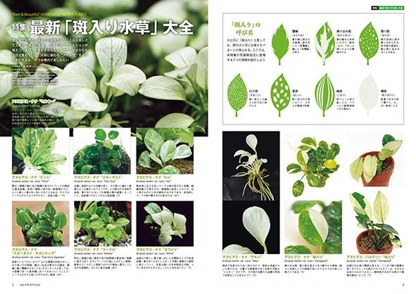 月刊アクアライフ編集部 on X: 