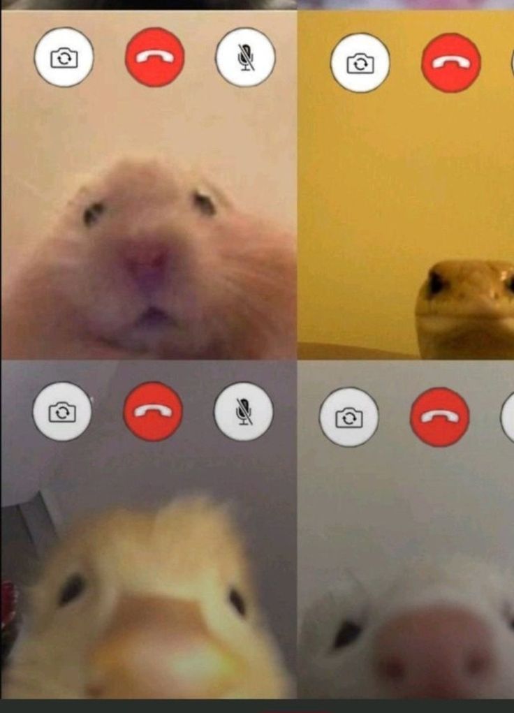 Tweets Of Hamster tweet media