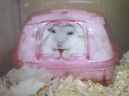 Tweets Of Hamster tweet media