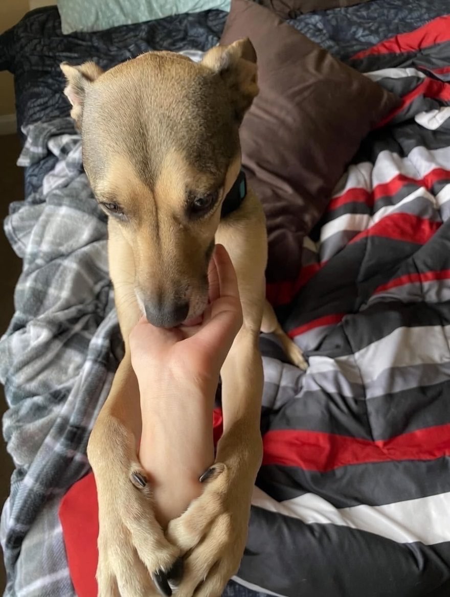 Dilo con perritos tweet media