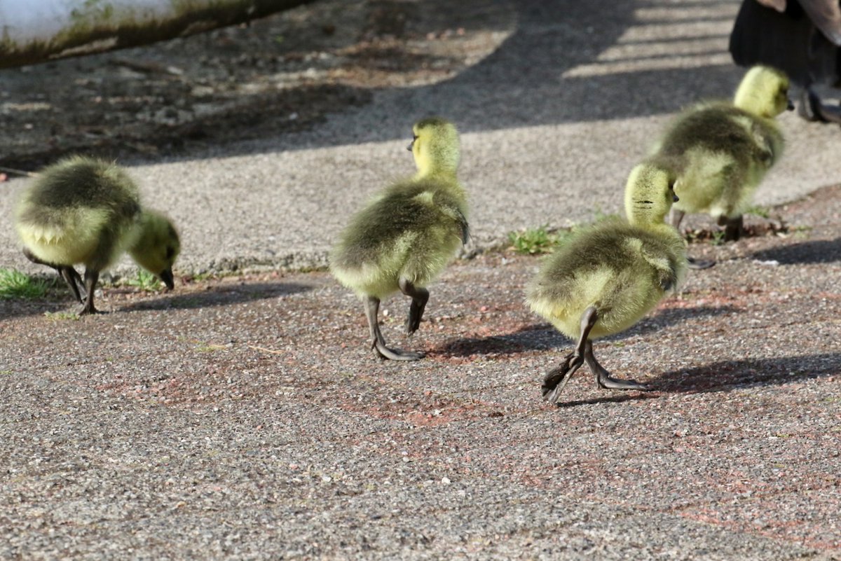 ArthurSimpkins's tweet image. Goslings walk, New Westminster, B.C., April 29, 2026🇨🇦

📷Arthur Simpkins
arthursimpkins.com/blog/goslings-…

#wildlife #photography #spring #CanadaGeese #goslings #bc