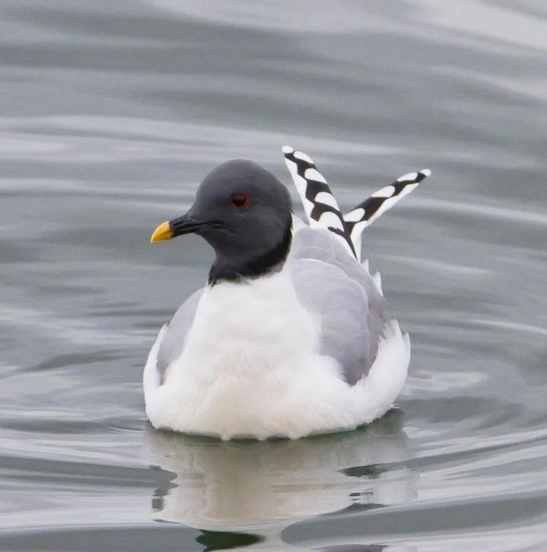 Larus (Ven) ➡️ the Hadopelagic Zone 🍉 tweet media