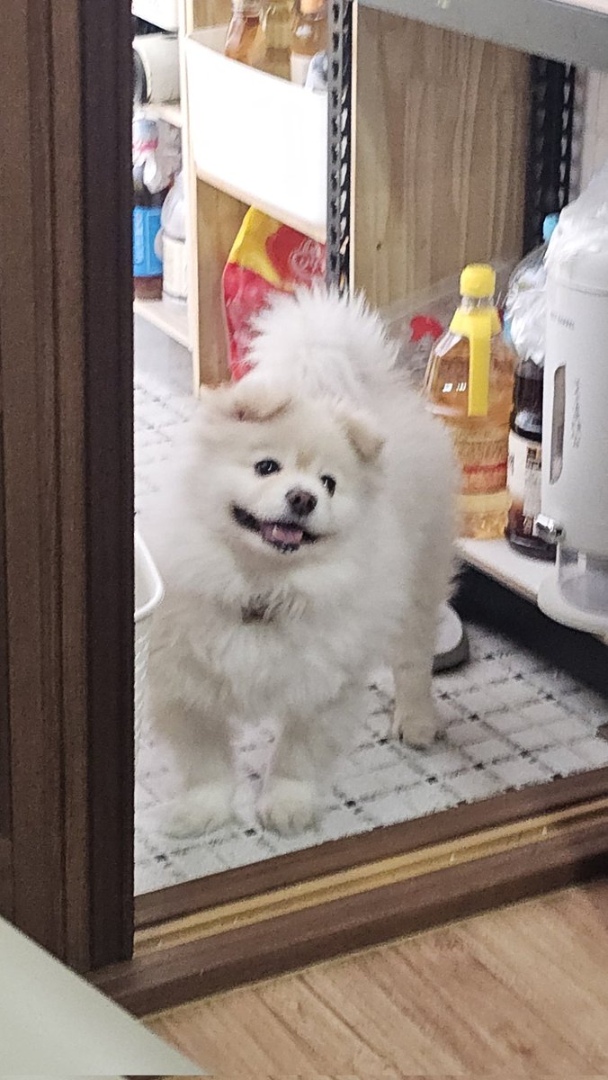 산책다녀왔으니까
간식줘