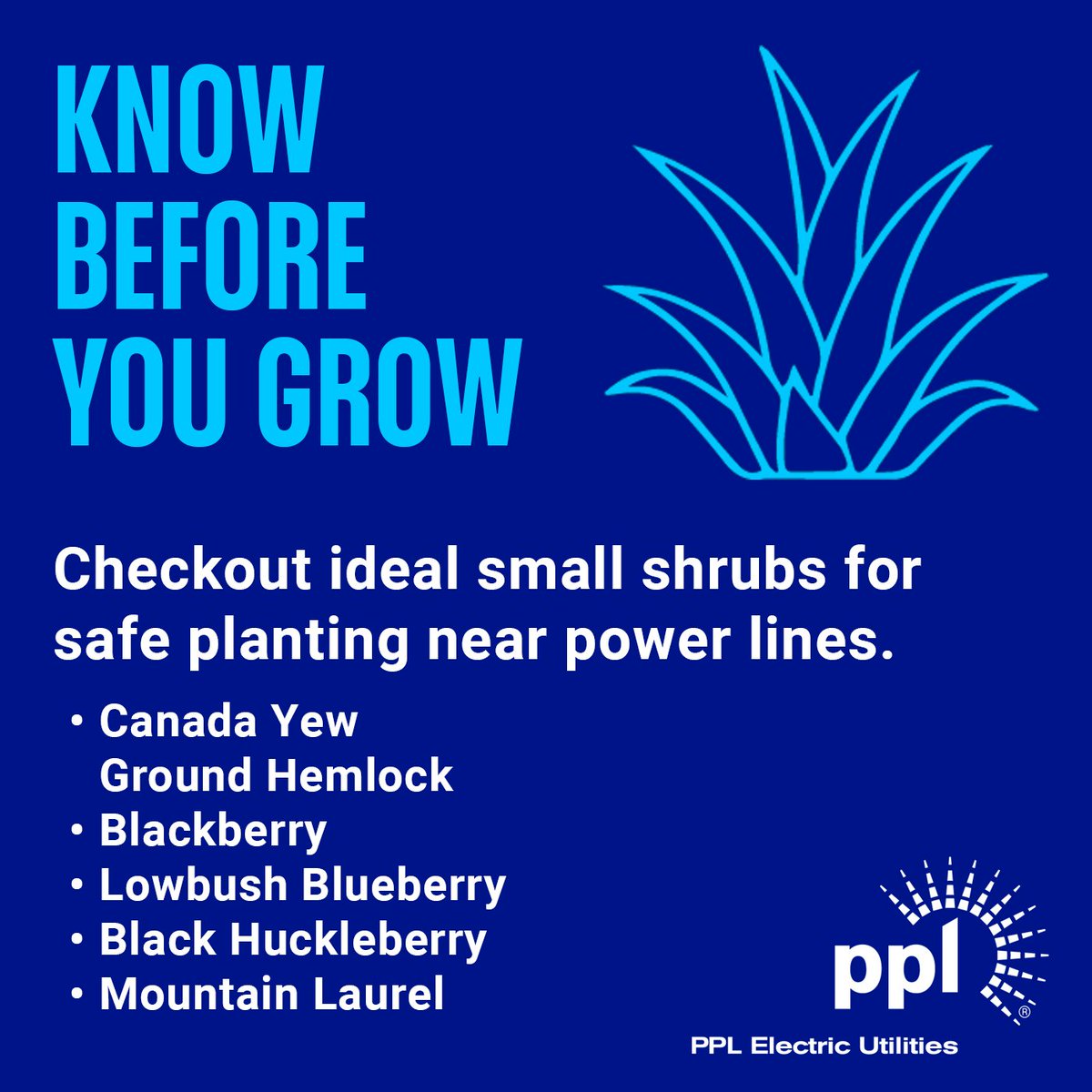 PPLElectric's tweet image. Small shrubs = big impact! 🍃 For planting near power lines, go with Mountain Laurel, Black Huckleberry, or berry bushes. They stay small and keep your power reliable.⚡

Find your perfect plant: pplelectric.com/KnowBeforeYouG…
#SpringCleaning #SafetyTips