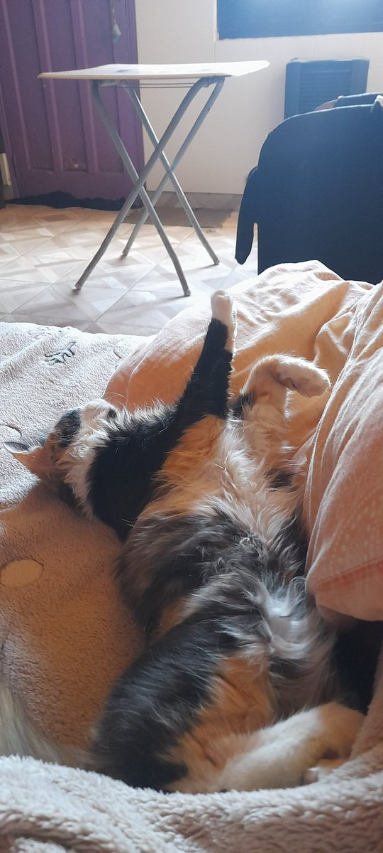 morenaamdq's tweet photo. @MalditaSummer Casi que les tengo que preguntar si me dejan subir a mi a SU cama https://t.co/bQezzeSJ2Y