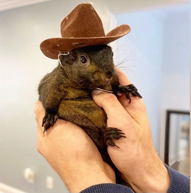 Siraj Hashmi tweet media