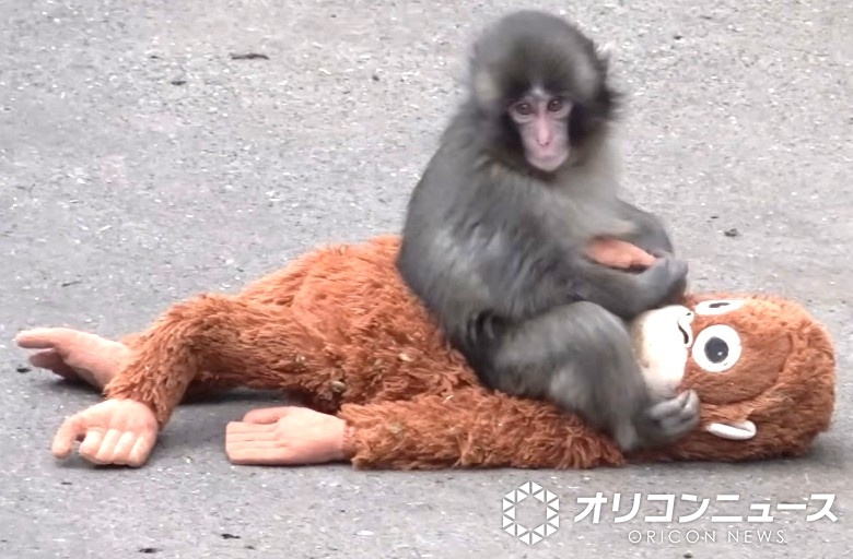 オリコンニュース tweet media