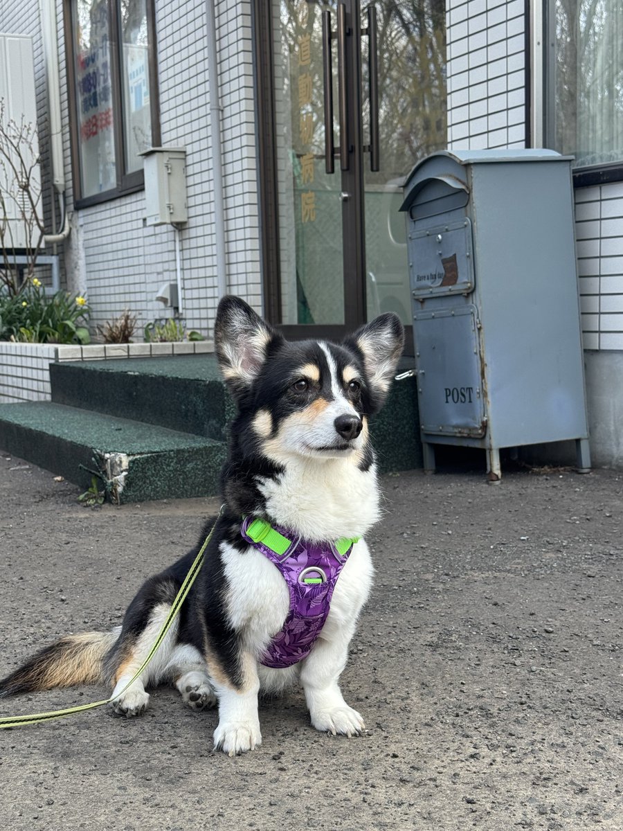俄（aby_corgi）🐈🐕 tweet media