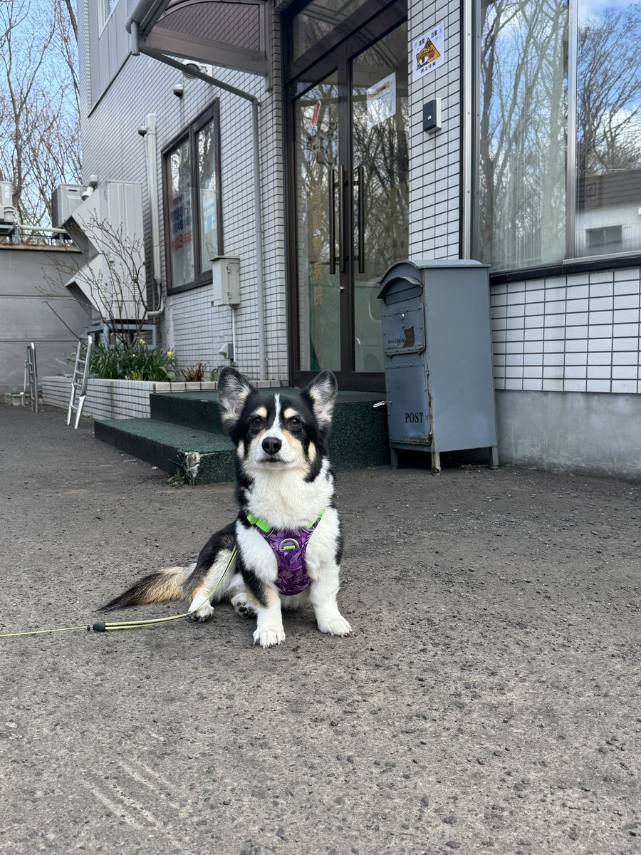 俄（aby_corgi）🐈🐕 tweet media