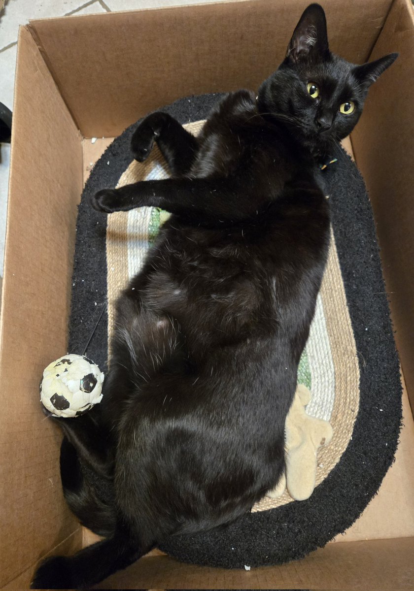 AltJakeTakesOn's tweet image. #WorldCup Ready 🐈‍⬛️⚽️😹😻