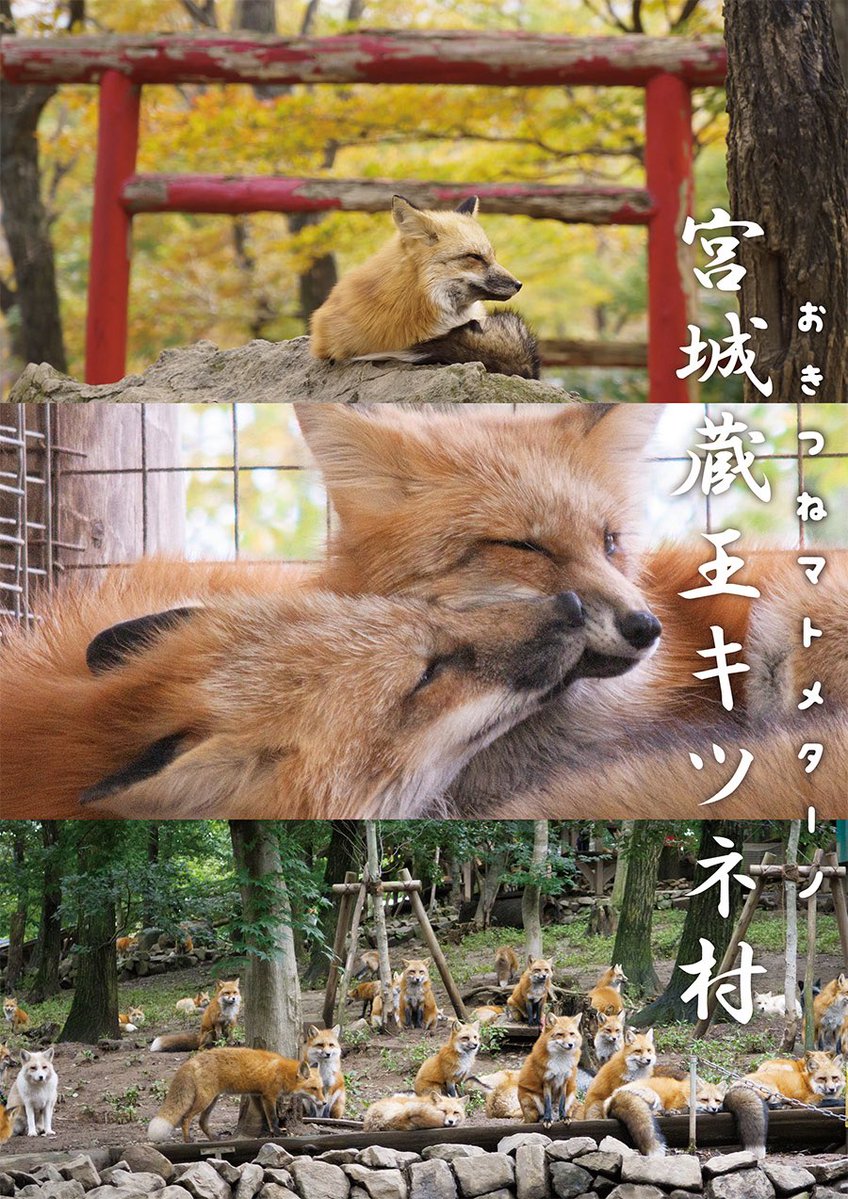 キツネ写真館@キツネ飼養中 tweet media