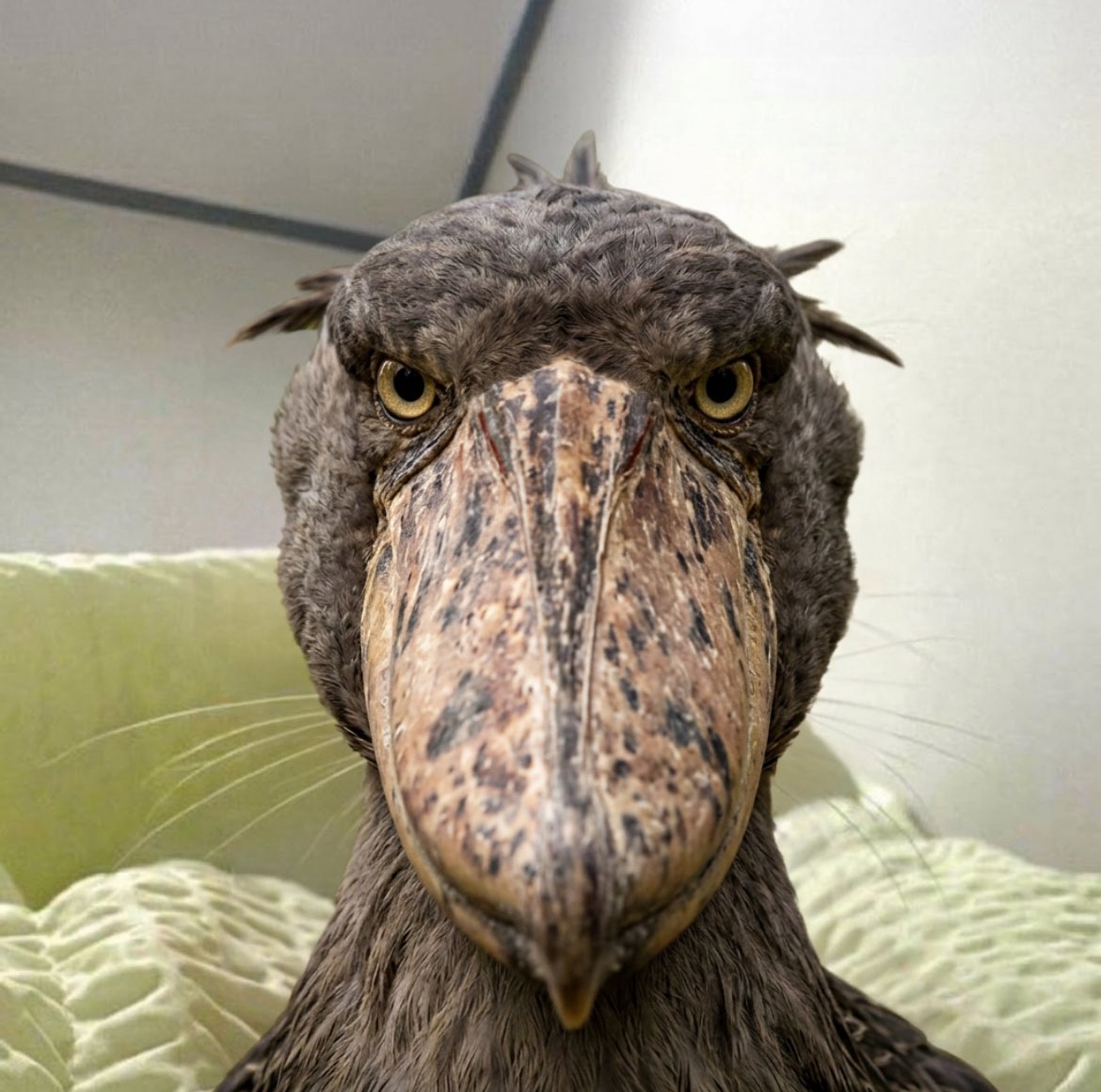 Shoebill tweet media