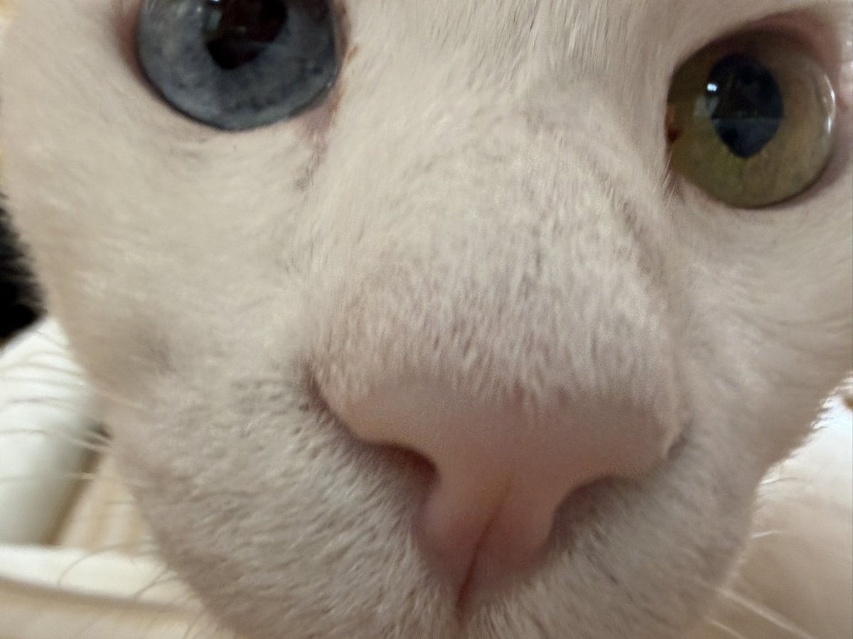 猫カフェ福ねこ@福井 tweet media