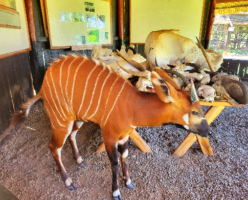 ケニア 🇰🇪 山岳地帯に生息する #マウンテンボンゴ。鹿？🦌シマウマ