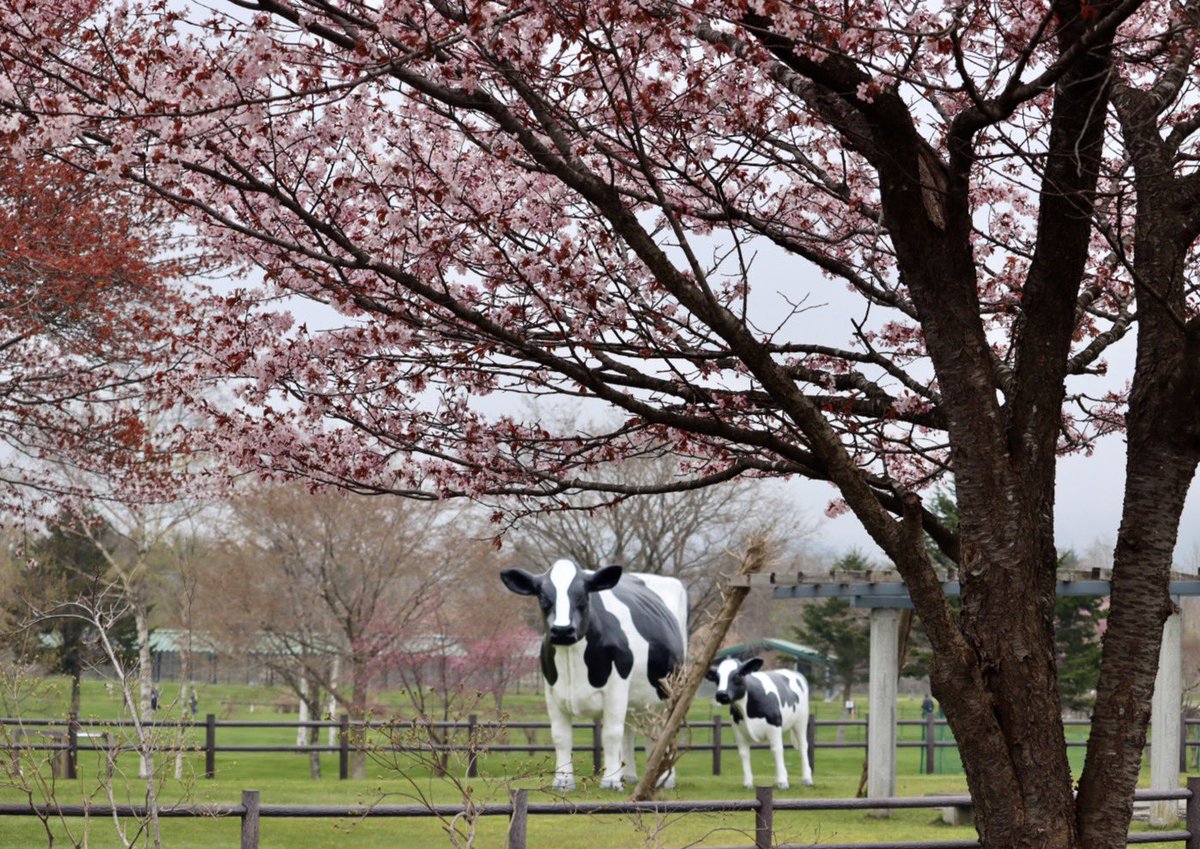 JR北海道旅の情報【公式】 tweet media