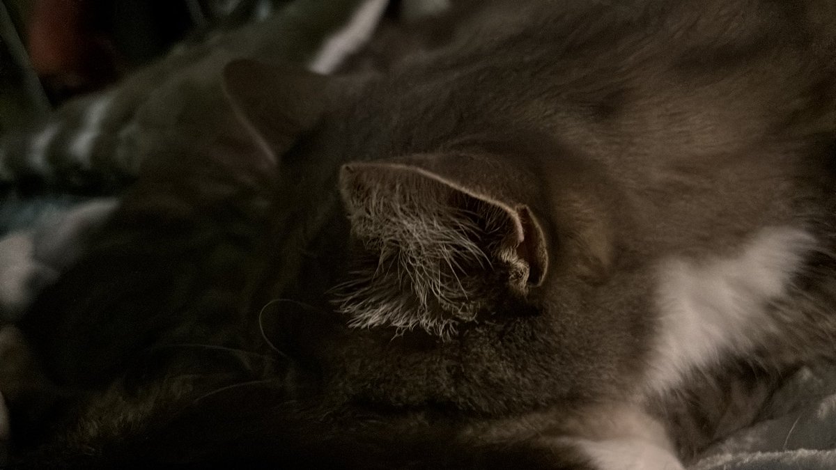 silas 𑄝 tweet media