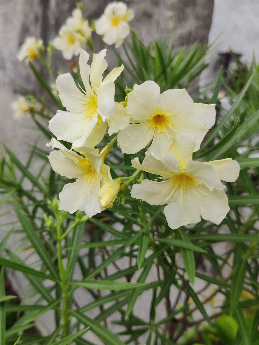 kranilkhare's tweet image. Good morning friends 🌹🙏 
Flowers #gardening #nature