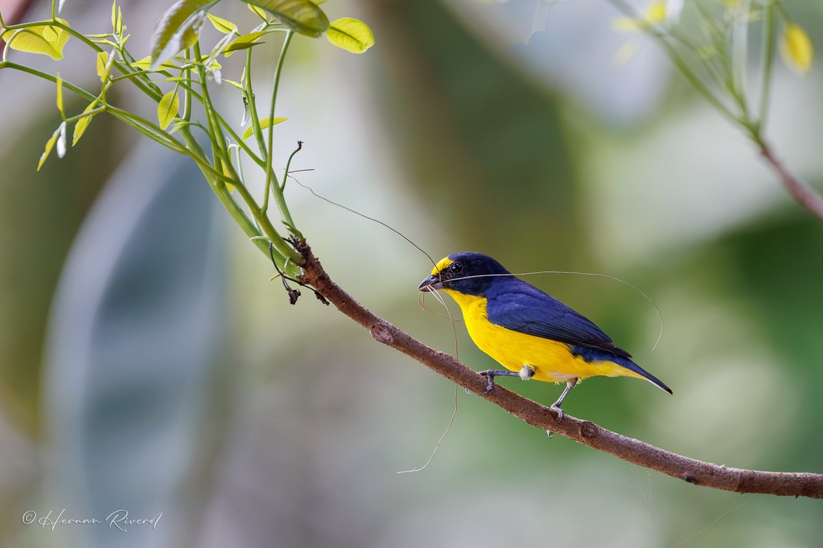 hernanriverol's tweet image. A male Yellow-throated Euphonia (Euphonia hirundinacea) with nesting material. 
#BirdsofBelize #birds #birdwatching #BirdsofX