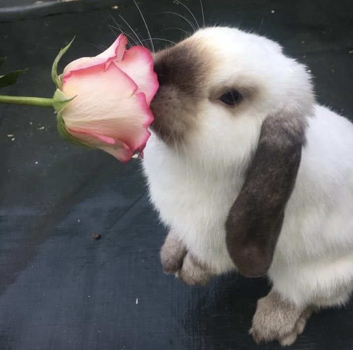 Bunnies tweet media