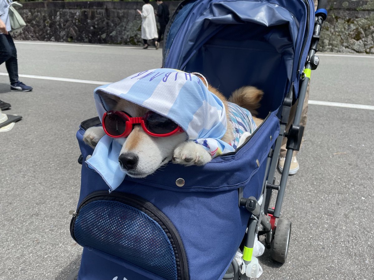 保護猫たんぽぽと虹の橋の柴犬アンちゃん tweet media