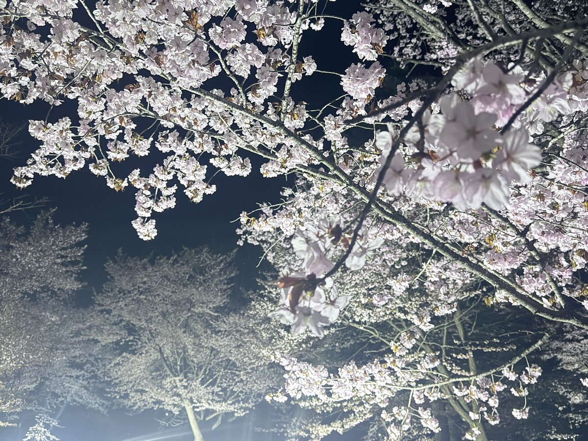 うさこ様 (@Usk0x0gg) / Posts / X