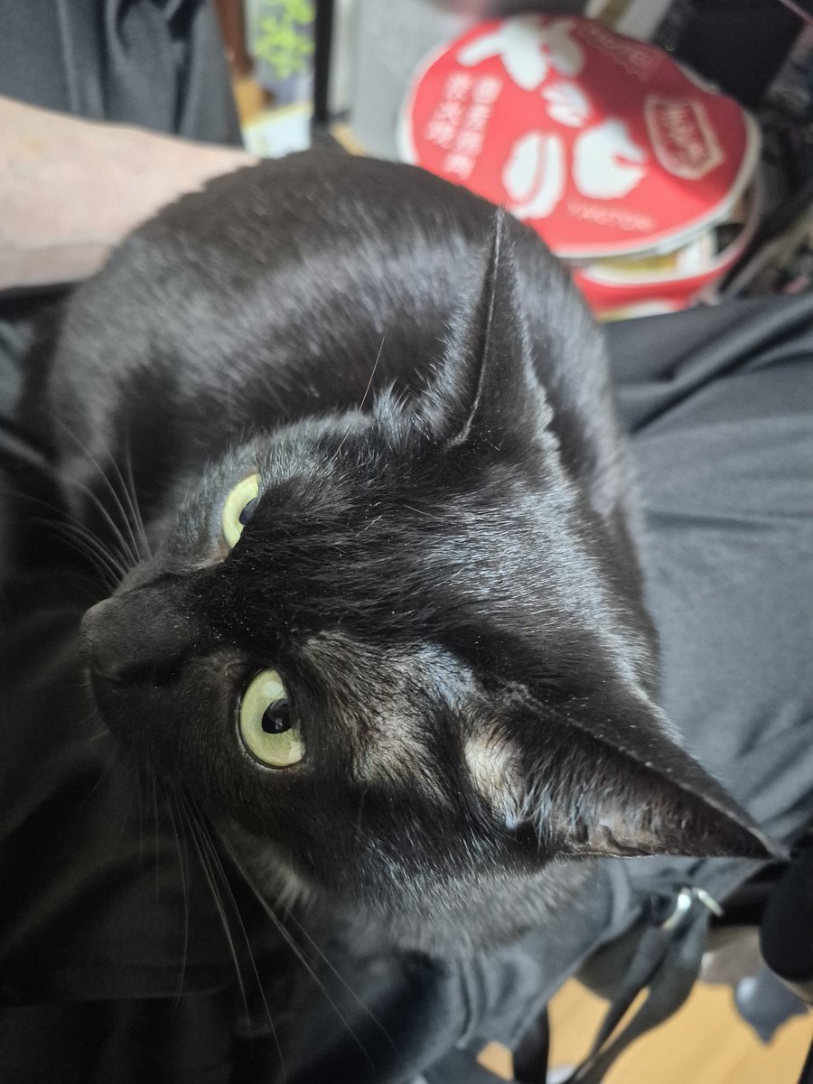 黒猫らん tweet media