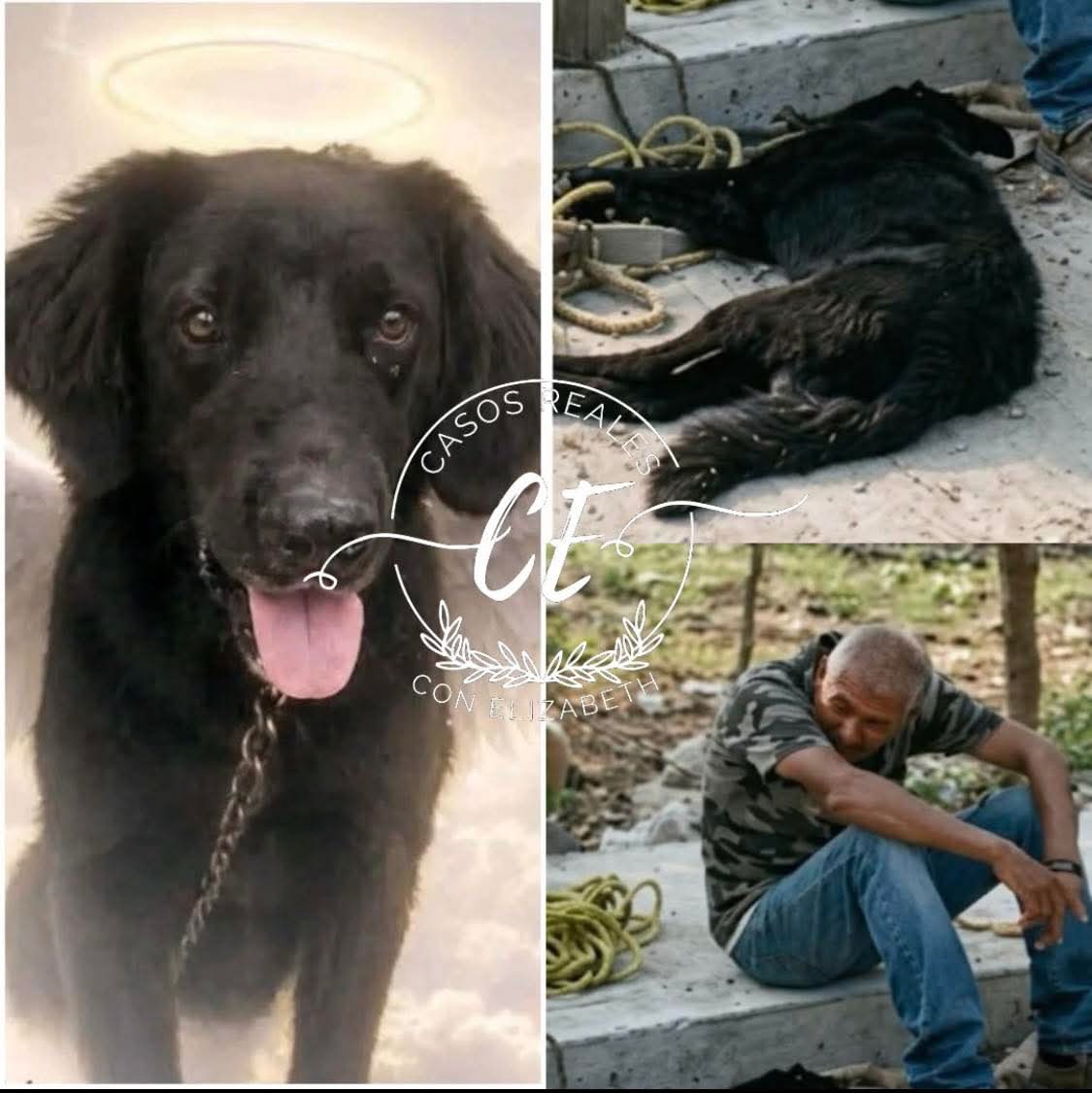 LawAndOrder100's tweet photo. Que tristeza tan grande me dá ver qué este perrito murió por las lesiones causadas por salvajes cobardes. Hemos de ver el castigo de Dios sobre estos malditos. #Jachi #NoAlMaltratoAnimal #SanLuisPotosi #PGR #Mexico #Azteca @AztecaNoticias https://t.co/ebKDqD83r0