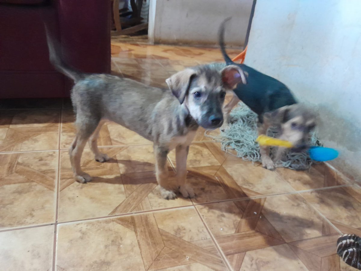 Armando66219194's tweet image. Day 3 of our daily update! 🐶 Our 5 pups are starting to show their big personalities and love exploring their world. Stay tuned for more! #Puppies #DailyWoof