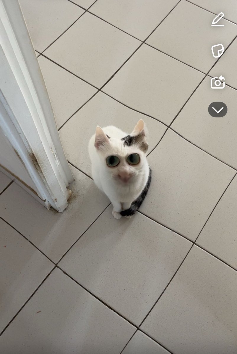 Nico 😼 tweet media