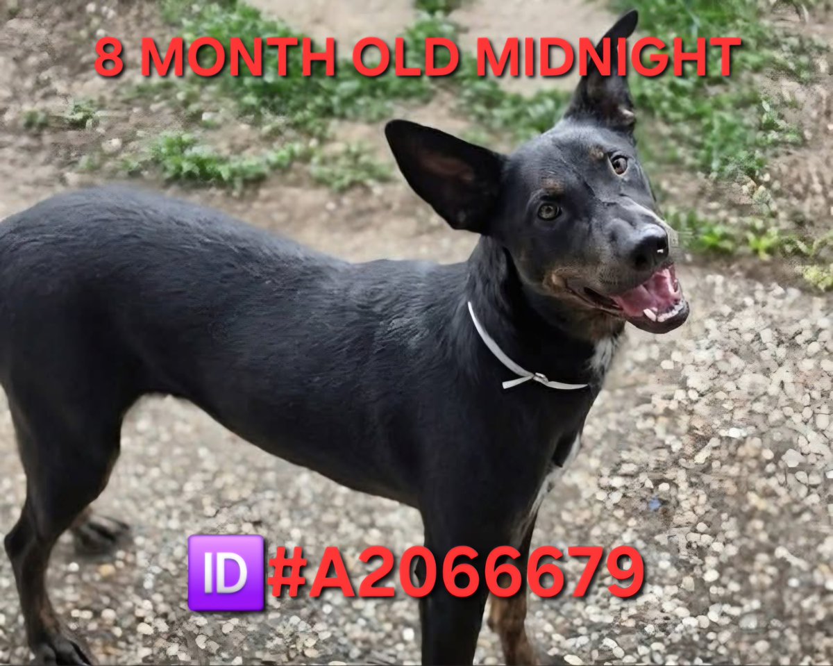 ChrisMichaels74's tweet image. 🚨2 PUPPIES TBK 💉 TOMORROW 4/30 BY 1PM CST AT BARC IN HOUSTON TX‼️🚨 #houston #texas #USA #America #Puppies #cutepuppies #cute #dogs #urgent #help #AdoptDontBuy #adoptdontshop #AdoptMe #FosterMe #FostersNeeded #PLEDGES #PLEDGE #pledge4rescue #rescue #trending #viralpost #viral