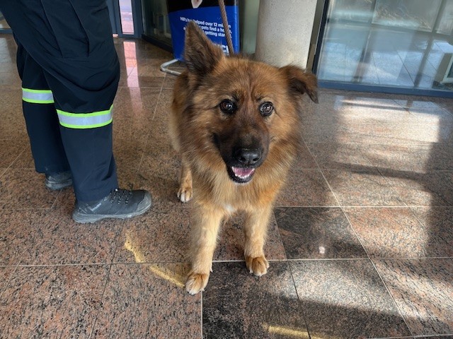 PetfindToronto's tweet image. #LAWRENCE #WARDEN  Pls RT2unite #FOUND #DOG- 27-Apr-26 #Toronto Animal Services A1033563 #EAST 416-338-7539 TAN BLK #GERMSHEP F/?Age
